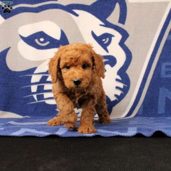 Elsie, Mini Goldendoodle Puppy